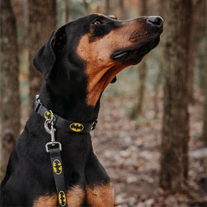 Dog Collars, Dog Leashes & Pet Id Tags