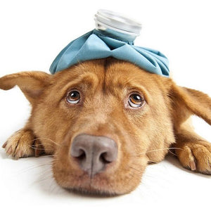 Foods Your Pets Should Never Eat To Stay Out Of The ER