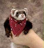 Ferret Bandannas, Red Paisley
