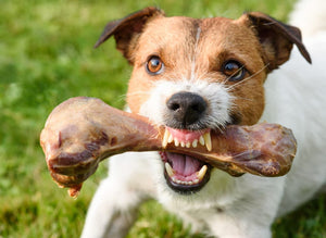 Dogs With Food Aggression