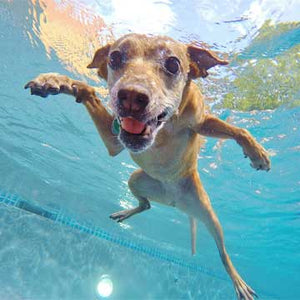 Dog Swimming In The Pool