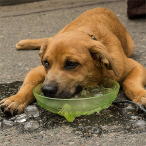 Pets Hot Weather Quick Tips for Keeping Safe