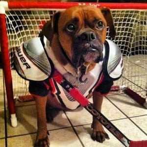 Hockey accessories for your pet  to support your favorite team!